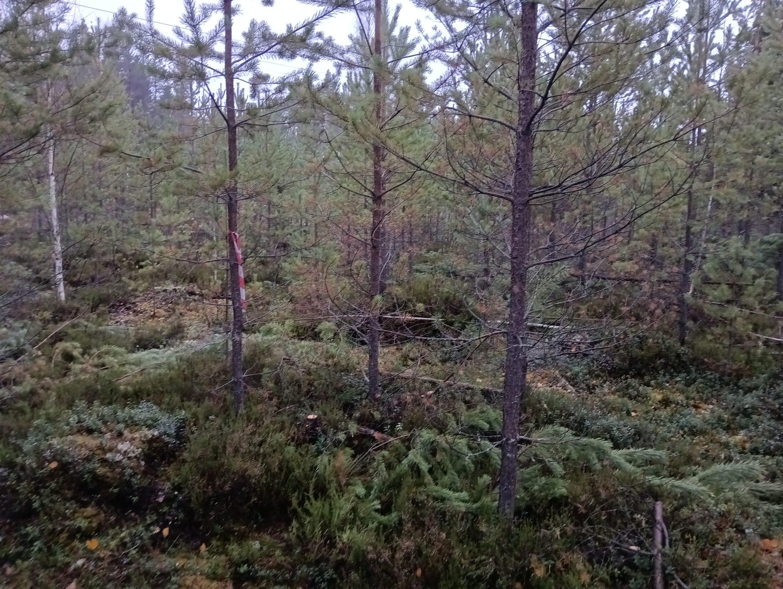 MKH metsä ja pihasavotat